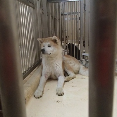 福岡県動物愛護センターNo.6749