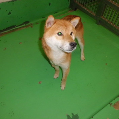 福岡県動物愛護センターNo.6751