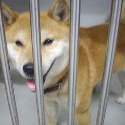 久留米市動物管理センター28007