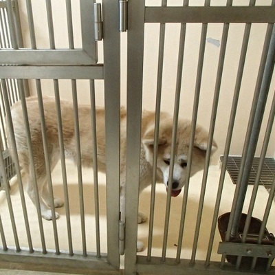 福岡県動物愛護センターNo.6759
