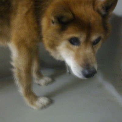 久留米市動物管理センター28008