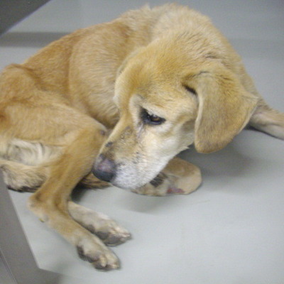 久留米市動物管理センター28010