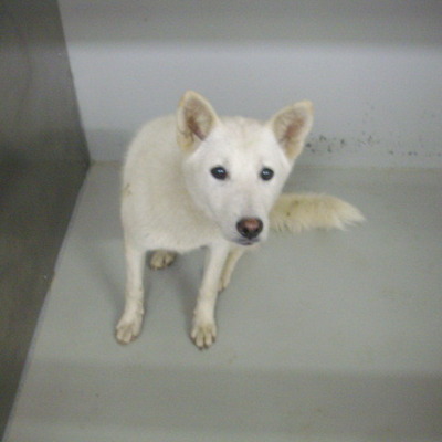 久留米市動物管理センター28011