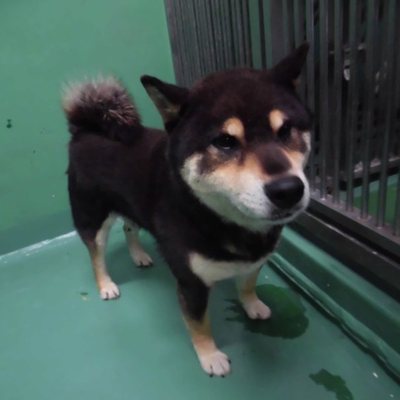 福岡県動物愛護センターNo.6799