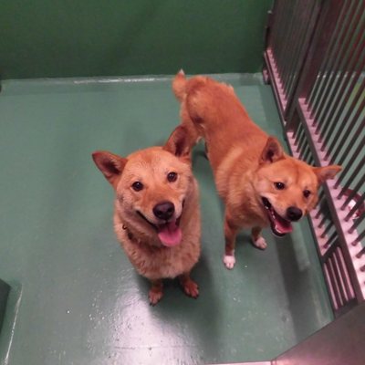 福岡県動物愛護センターNo.6800