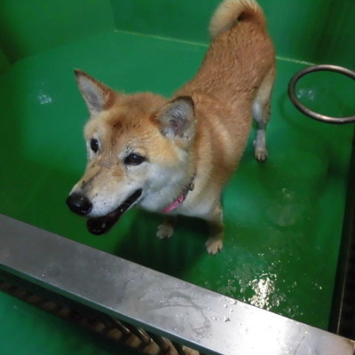 福岡県動物愛護センターNo.6810