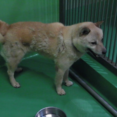 福岡県動物愛護センターNo.6818