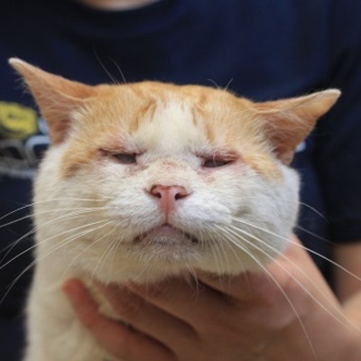 北九州市保健福祉局保健医療部動物愛護センターE16014