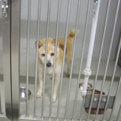 久留米市動物管理センター28017