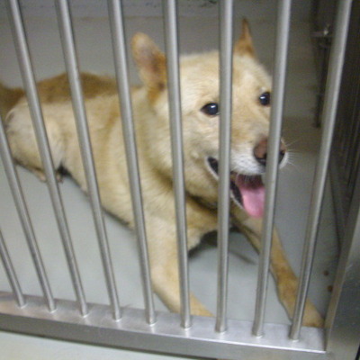 久留米動物管理センター28018
