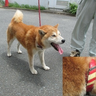 福岡県動物愛護センターNo.6836