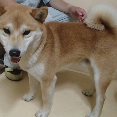 福岡県動物愛護センターNo.5883
