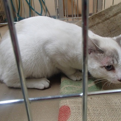 福岡県動物愛護センターNo.5881