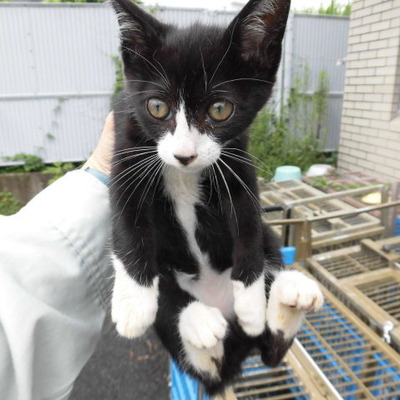 福岡県動物愛護センターNo.6857