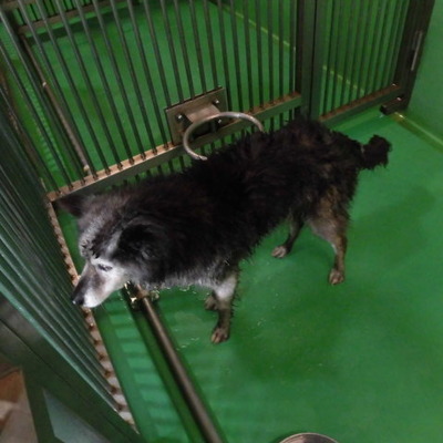 福岡県動物愛護センターNo.6877