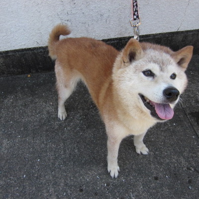 福岡県動物愛護センターNo.6878