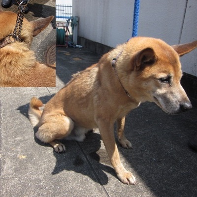 福岡県動物愛護センター	No.6879