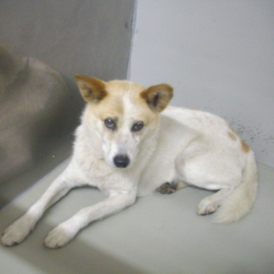 久留米市動物管理センター28022