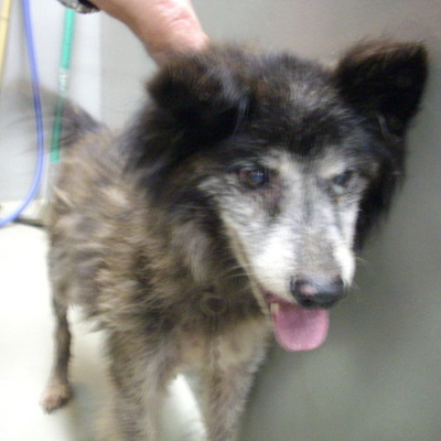 久留米市動物管理センター28023