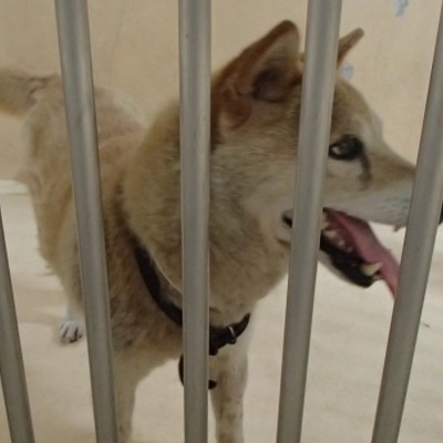 福岡県動物愛護センターNo.6883