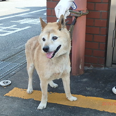 福岡県動物愛護センターNo.5886
