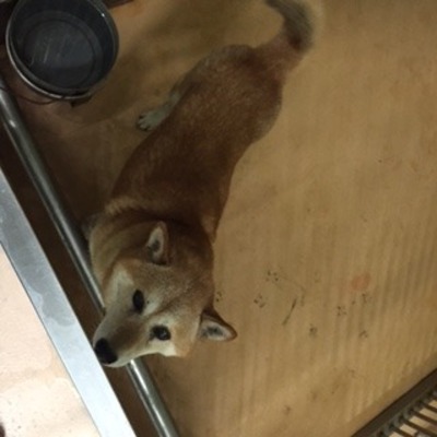 福岡県動物愛護センターNo.6906