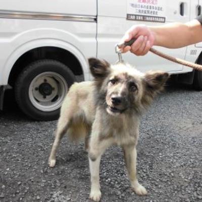 大牟田市動物管理センター（7月27日保護分）