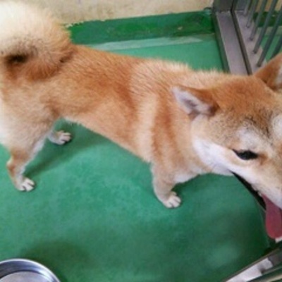 福岡県動物愛護センターNo.6909
