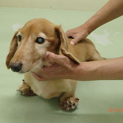 福岡県動物愛護センターNo.6915