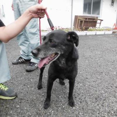 大牟田市動物管理センター迷い犬 8月16日保護分 いぬの里親募集情報 1484 ペットと家族
