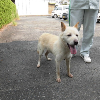 福岡県動物愛護センターNo.6955