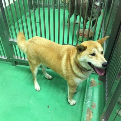 福岡県動物愛護センターNo.6958