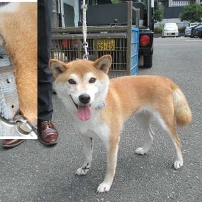 福岡県動物愛護センターNo.6968