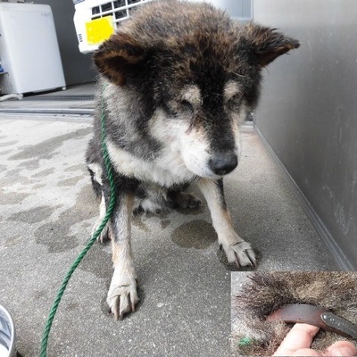 福岡県動物愛護センターNo.6971