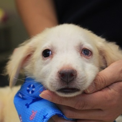 北九州市保健福祉局保健医療部動物愛護センターD16046