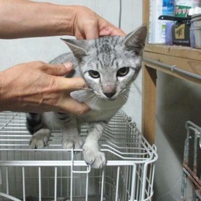 福岡県動物愛護センターNo.6991