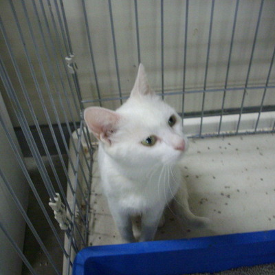 久留米市動物管理センター28032