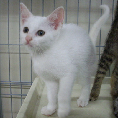 久留米市動物管理センター28033