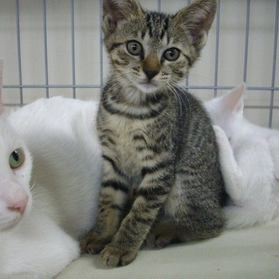 久留米市動物管理センター28034