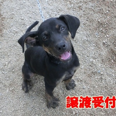 福岡県動物愛護センターNo.794