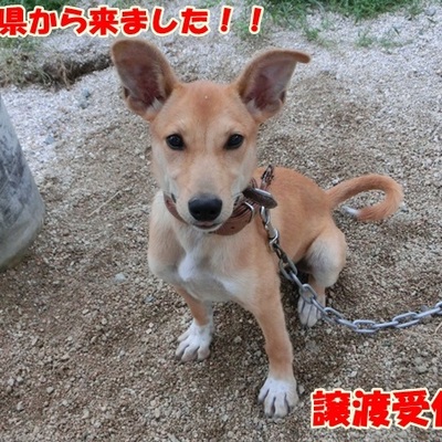福岡県動物愛護センター No.802