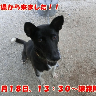 福岡県動物愛護センターNo.811