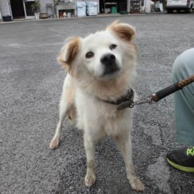 大牟田市動物管理センター（9月7日保護分）