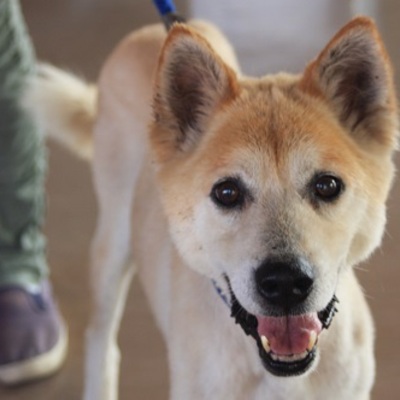 北九州市保健福祉局保健医療部動物愛護センターC16044