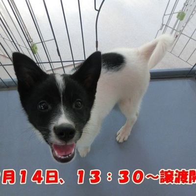 福岡県動物愛護センターNo.823