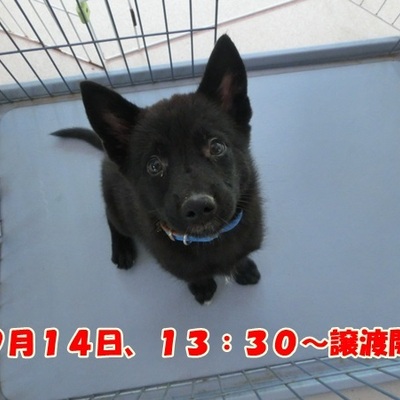 福岡県動物愛護センターNo.825
