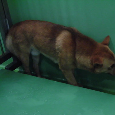 福岡県動物愛護センターNo.7023