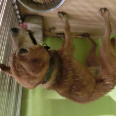 福岡県動物愛護センターNo.7063