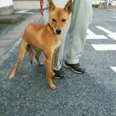 福岡県動物愛護センター No.7093