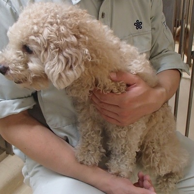 福岡県動物愛護センターNo.5917